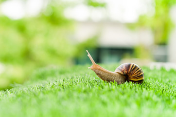Snail crawling.