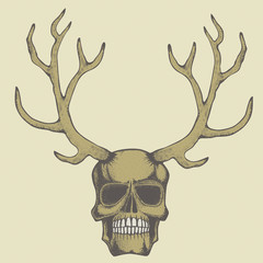 Vector skull illustration