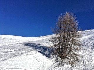 albero a bordo pista da sci