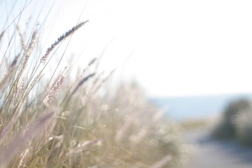 Fluffy grasses in the wind near the sea, blurred, selective focus.