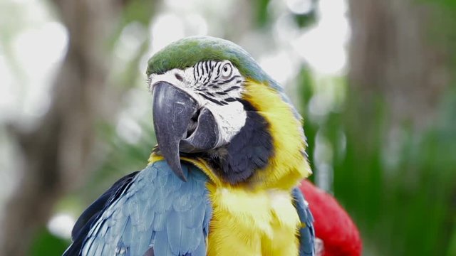 Parrots and green nature background