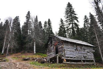 Wooden shack in the forest