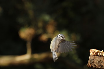 Obraz premium blue tit