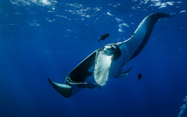 Pazifischer Manta © Sascha Caballero