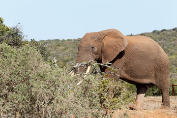 Fototapeta na wymiar Bush Elephant with his tusks in the branches