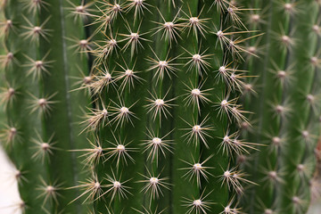 Fototapeta premium Cactus collection