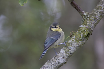 blue tit