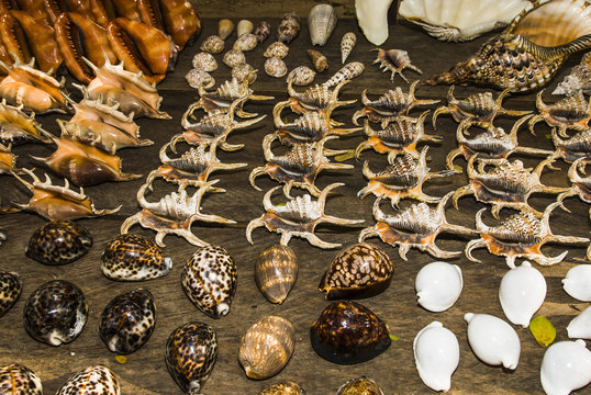 Shells for sale at market