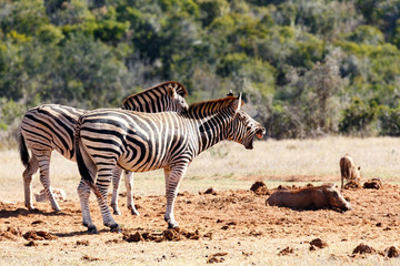 Fototapeta na wymiar Burchells Zebra having a big yawn