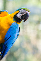 The blue-and-yellow macaw (Ara ararauna), also known as the blue-and-gold macaw