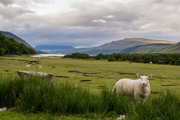 Obraz premium Sheep pasturing on a green meadow. Highlands, Scotland