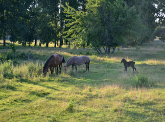 Fototapeta na wymiar Horse herd on the pasture