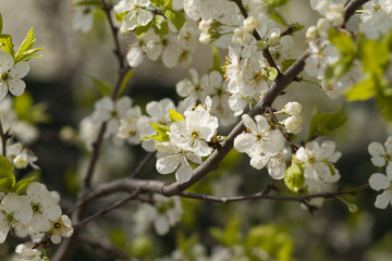 White cherry flowers on spring time.