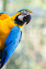 The blue-and-yellow macaw (Ara ararauna), also known as the blue-and-gold macaw