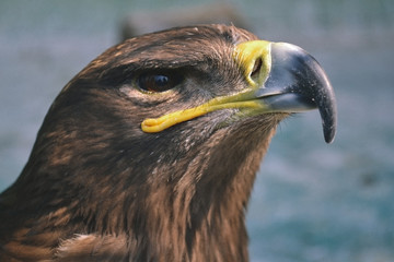 Hawk is similar to the Eagle The birds of prey as well. But the Hawks are smaller  there a hooked...