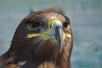 Hawk is similar to the Eagle The birds of prey as well. But the Hawks are smaller there a hooked...