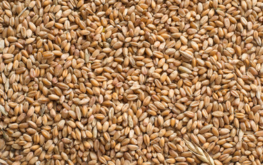 Wheat grains
