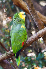 Turquoise-fronted amazon parrot in the Iguazu Waterfalls National Park