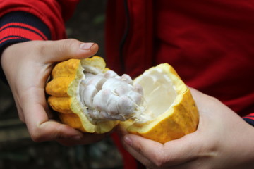 Open this cacao pod and find out what is insider?