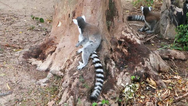 Ring-tailed lemur (Lemur catta) family