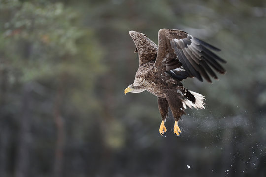 White-tailed eagle in flight. Eagle take-off in winter. Bird of prey.