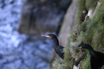 cormorant