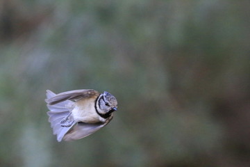 crested tit
