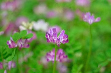Fototapeta premium レンゲソウ