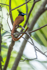 Asian paradise flycatcher in Minneriya national park, Sri Lanka