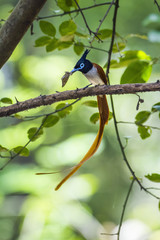 Asian paradise flycatcher in Minneriya national park, Sri Lanka