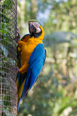 The blue-and-yellow macaw (Ara ararauna), also known as the blue-and-gold macaw