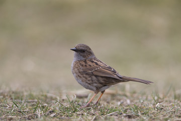 dunnock