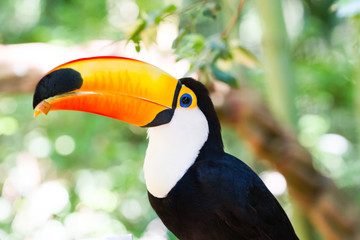 Naklejka premium Close-up of the toco toucan Ramphastos toco.