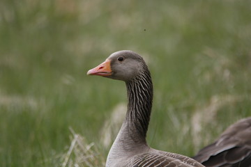 greylag goose