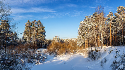 морозный солнечный день в уральском лесу, Россия