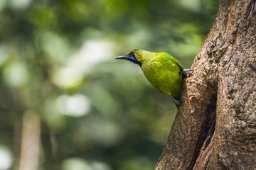 Jerdon's Leafbird in Minneriya national park, Sri Lanka