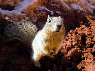 Cute furry squirrel hungry for a snack