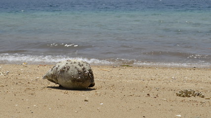 Fototapeta na wymiar An empty shell on the beach.