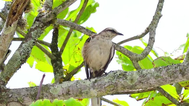 Sabi&aacute;-do-campo. (Mimus saturninus)