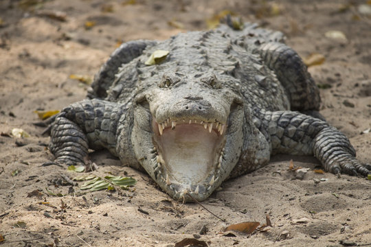 Crocodile mouth opened