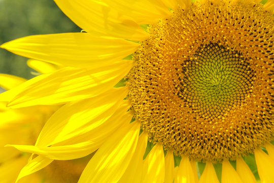 Sunflowers blooming against a bright sky