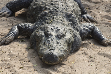 Crocodile sleeping