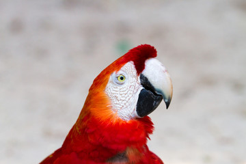 Fototapeta premium The green-winged macaw at Iguazu falls, Brazil - also known as the red-and-green macaw - large, mostly-red macaw of the Ara genus, native to South America.