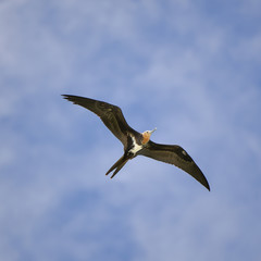 Fototapeta na wymiar great frigatebird, Fregata minor, flight in Polynesia