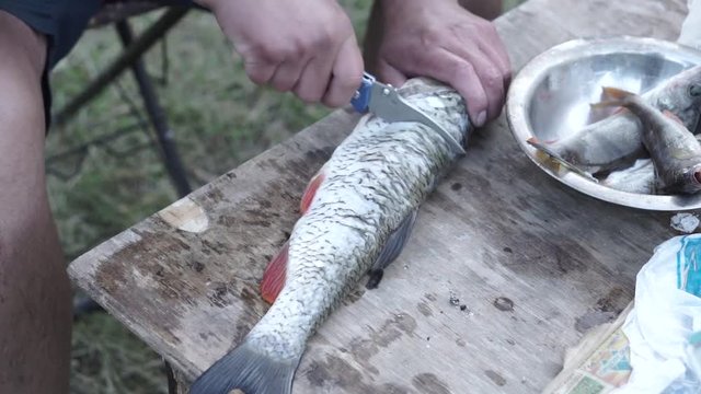 man cleans a fish on nature
