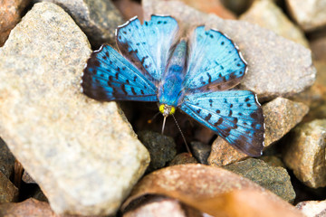 Close-up of colorful butterfly at Iguazu Falls