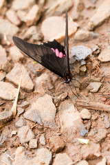 Close-up of colorful butterfly at Iguazu Falls