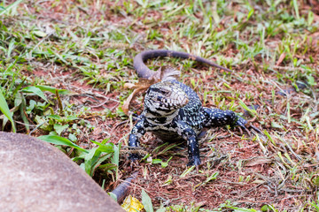 Close-up of a grey lizard at the Iguazu Waterfall National Park