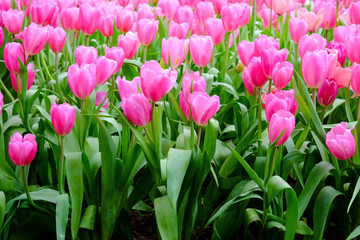 Pink tulip blooming in the garden