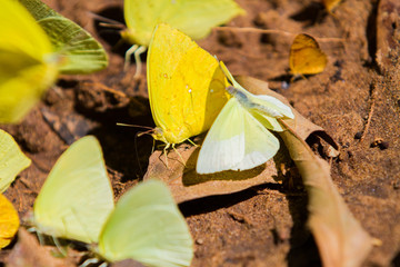 Close-up of colorful butterfly at Iguazu Falls